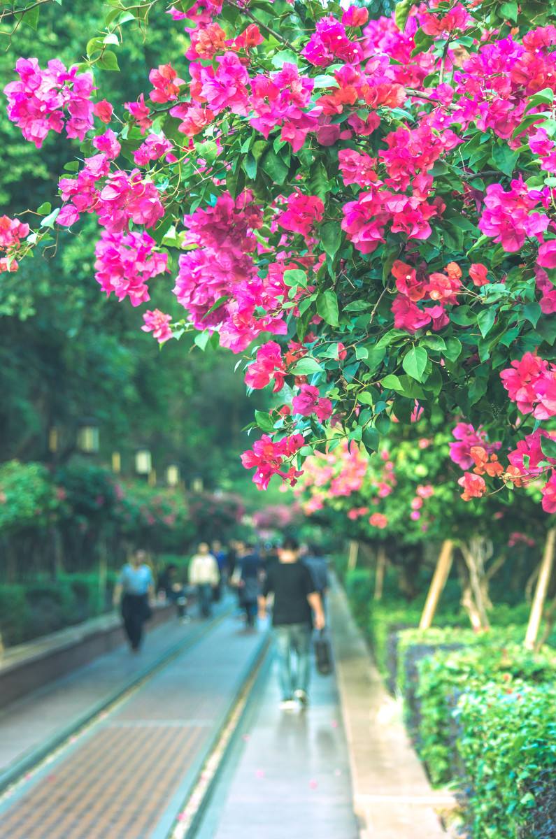 深圳，深圳.jpg
